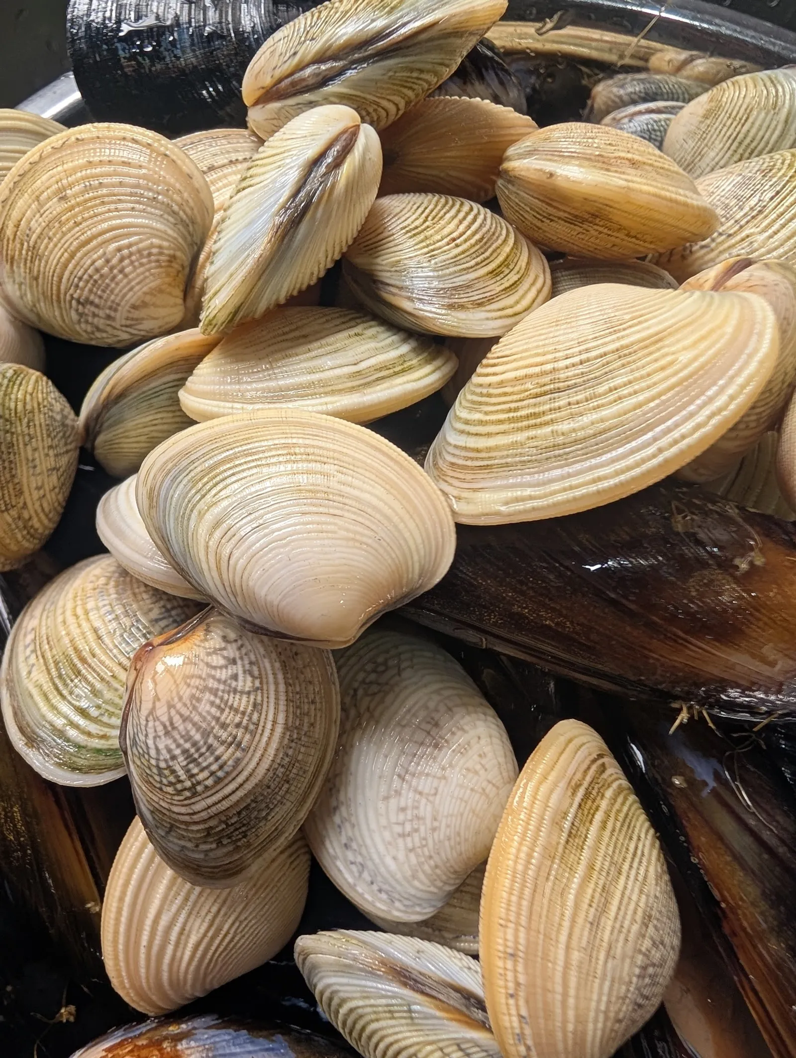Fresh pippies and mussels piled in a dark crate, overhead close-up